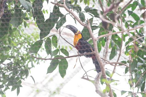 Ariel Toucan- Ramphastos (vitellinus) ariel - ZooChat