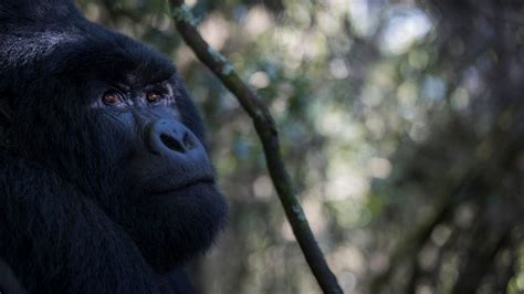 Reasons Why You Should Trek Gorillas In Uganda Uganda Gorilla Tours