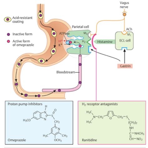 Pharmacology The Gi System Flashcards Quizlet