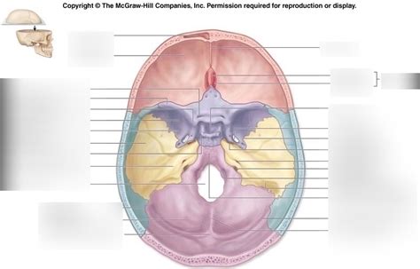 Skull Labeling Superior View Diagram Quizlet