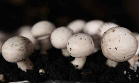Klasifikasi Dan Morfologi Tanaman Jamur Kancing Ilmu Pertanian