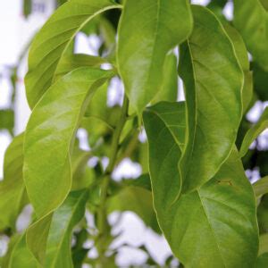 Pau D Alho Gallesia Integrifolia F Brica De Rvores O Viveiro