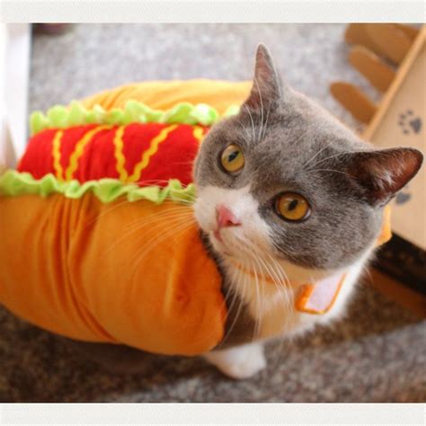 Hot Dog Costume - The Cultured Cat