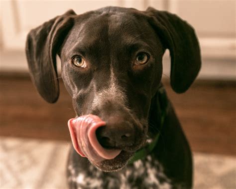 Cachorro Pode Comer Amendoim Patas Da Casa