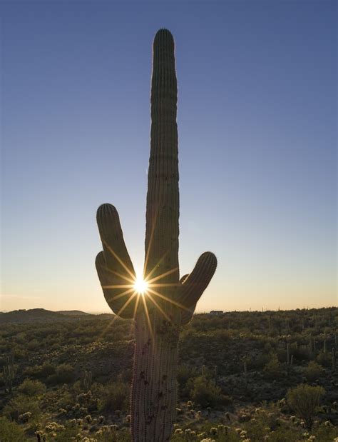 Free Saguaro Kaktusy Saguaro Images Pixabay