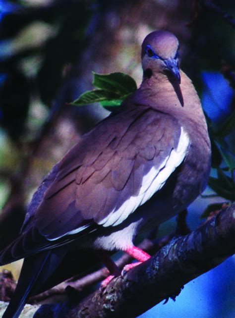 2014 Dove Teel Season Dates Bag Limits Finalized By The Texas Parks