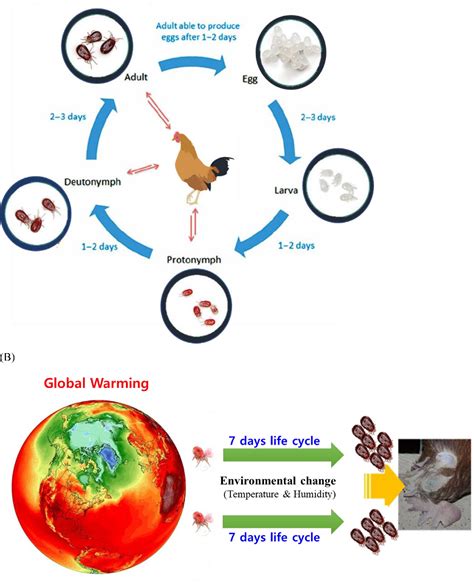 Figure 1 From Management Of The Poultry Red Mite Dermanyssus Gallinae