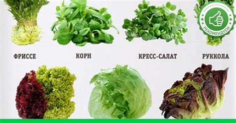 Все, что нужно знать о салате и листовой зелени - Супер шеф