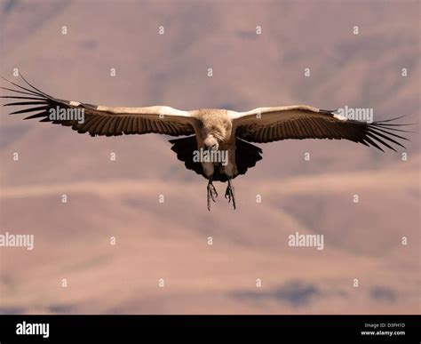 Cape Vulture In Flight Stock Photo Alamy