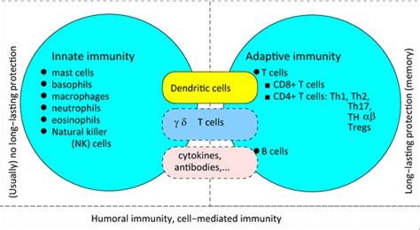 Brief Description Of Various Components Of The Innate And Adaptive