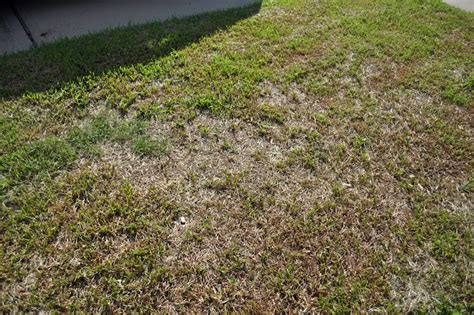 St Augustine Grass Turning Brown Please Help Bugs Insects Spring Garden Trees Grass