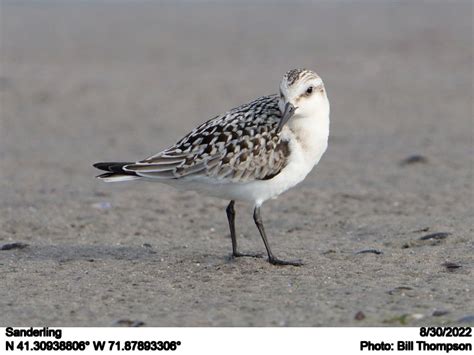 Sanderling Sanderling Photographed At Napatree Point Conse Flickr