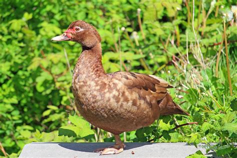 Chocolate Muscovy Ducklings