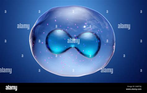 Nuclear division, illustration Stock Photo - Alamy