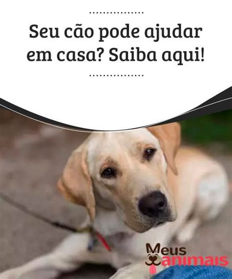 Seu C O Pode Ajudar Em Casa Saiba Aqui C Es Cuidados Animais