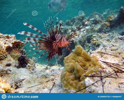 Lion Fish In The Red Sea In Clear Blue Water Hunting For Food Stock