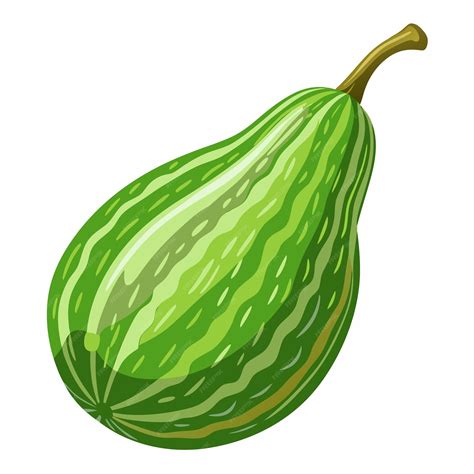 Premium Vector Realistic Ash Gourd On White Background
