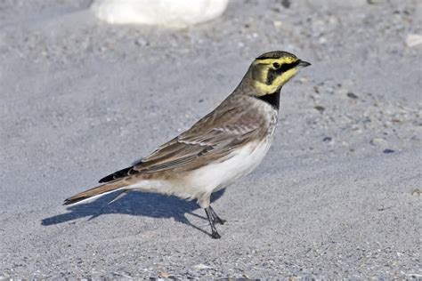 Horned Lark Photos And Wallpapers Collection Of The Horned Lark Pictures