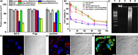 In Vitro Gene Silencing Efficiency And Anticancer Efficacy A