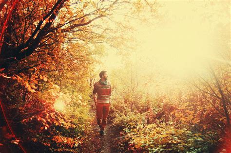 Wallpaper Sunlight Trees Landscape Forest Nature Red Grass Sky