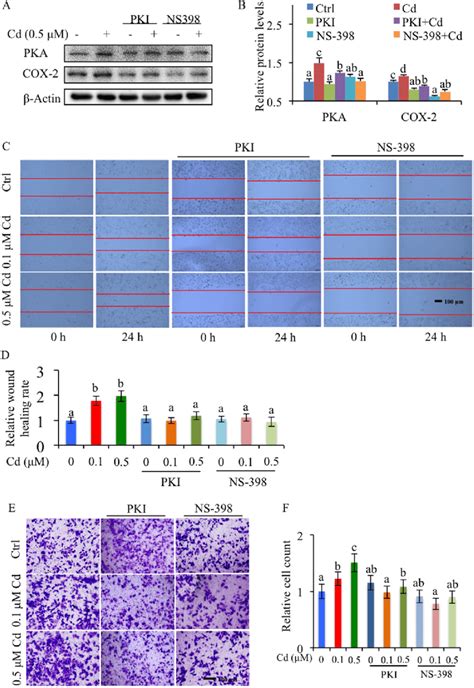 Role Of Pka Cox Pathway In Cd Induced Cell Migration And Invasion A