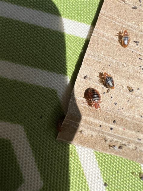 DIY Bed Bug Treatment Effectively Safely Eliminate Bed Bugs