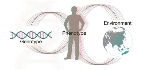 Genetics Basics A Beginners Guide To Learn Genetics