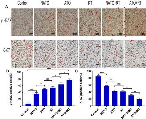 Immunohistochemical analysis A Representative images of γ H2AX and