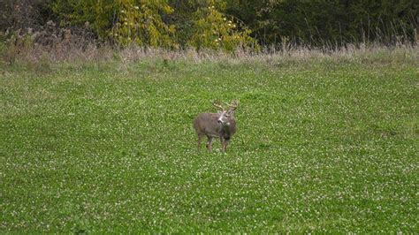 10 Reasons To Plant Clover Food Plots Mossy Oak Gamekeeper