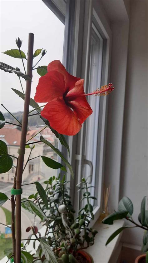 Tomaž Celestina on Twitter Me pa moj pisarniški hibiskus prav