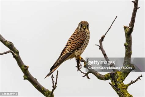 Merlin Falke Photos And Premium High Res Pictures Getty Images