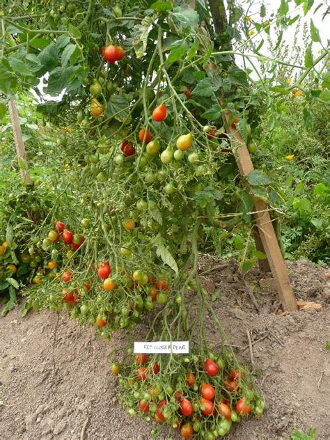 Graines Biologiques De Tomate Red Cluster Pear Pensez Sauvage