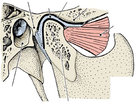 TMJ Diagram | Quizlet