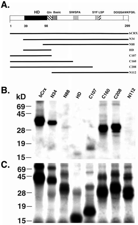 Crx Homeodomain Interacts With Nrl A Schematic Representation Of The Download Scientific