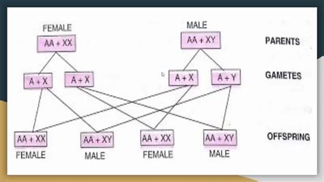 Chromosomal Theory Of Sex Determination BSc II Year YouTube