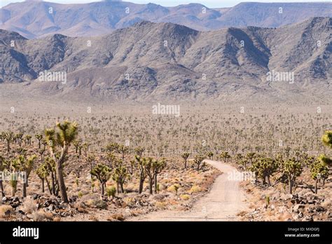 Joshua Trees Line The 50 Miles Of Dirt Road Into Saline Valley In Death