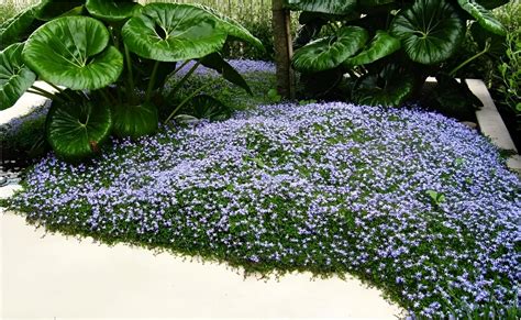 10 x Festuca gautieri Ziergras Gräser Stauden Ziergräser