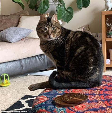 Fur Ever Surprised Cat With Facial Deformity That Gives Him A Shocked