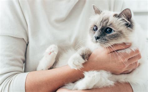 How To Get A Cat To Bond With You An Expert Guide