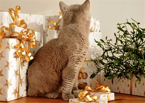 Christmas Gift Ideas for Your Cat - Cat Clinic at Cherry Hill