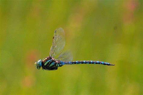 Sedge Darner From South Prairie Bog Skamania County Wa On August