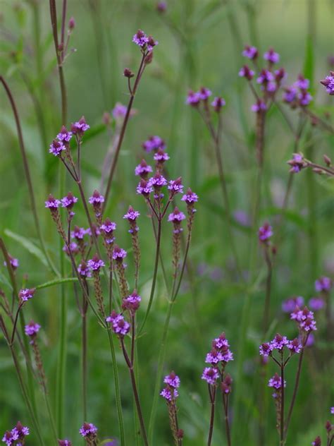 Verbena Lavender Spires The Beth Chatto Gardens