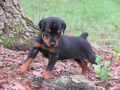 Yellow Female Akc Doberman Puppies For Salehawthorne Fl