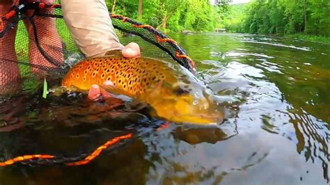 Big Wild Brown Trout Farmington River Youtube