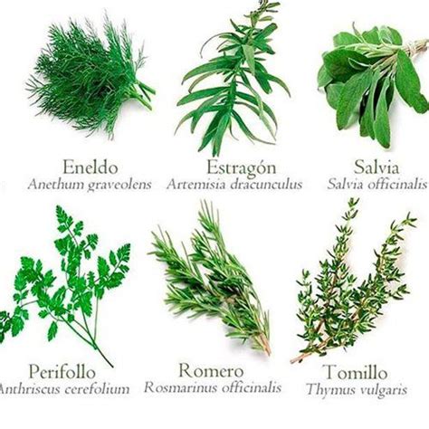 Plantas Aromáticas Y Medicinales Best Herbs To Grow Herb Seeds Types Of Herbs