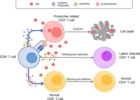 The Role Of Cd8 T Cells In Controlling Hiv Beyond The Antigen‐specific