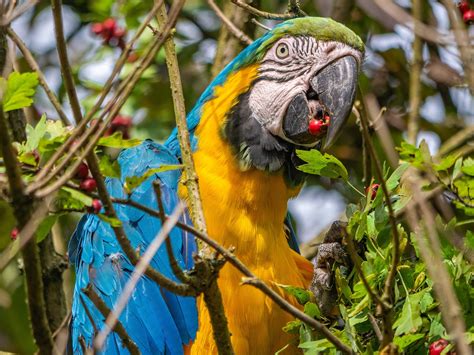 Papagei Vogel Exotisch Kostenloses Foto Auf Pixabay Pixabay