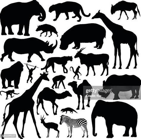 1645 Elephant Zebra Stock Photos High Res Pictures And Images