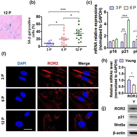 ROR2 Expression Is Reduced In Aged DPSCs A DPSC Aging Was Induced By