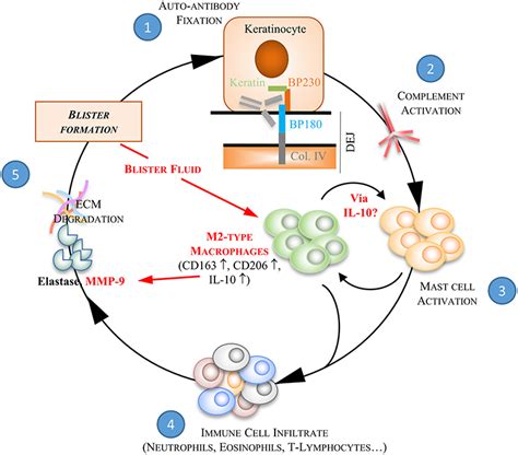 Frontiers Blister Fluid Induces Mmp 9 Associated M2 Type Macrophages